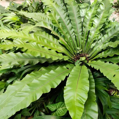 Buy Bird Nest Fern Online