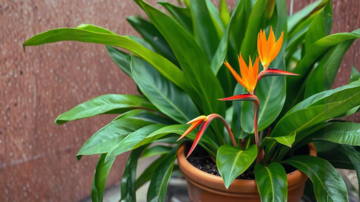 bird-of-paradise-plant-care-india