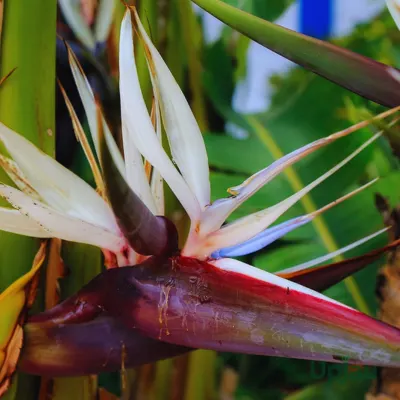 bird of paradise plant
