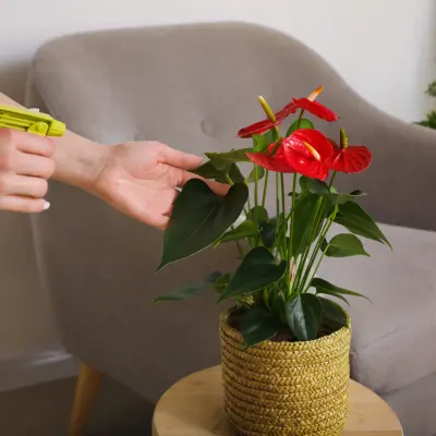 Buy Anthurium Plants Online In India