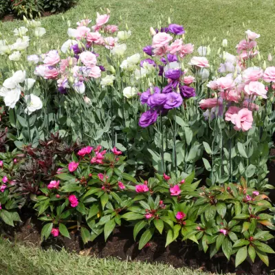 eustoma plant growing