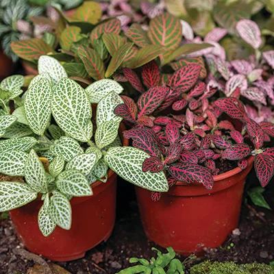 fittonia low light indoor plant