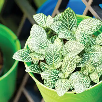fittonia nerve plant close up 1