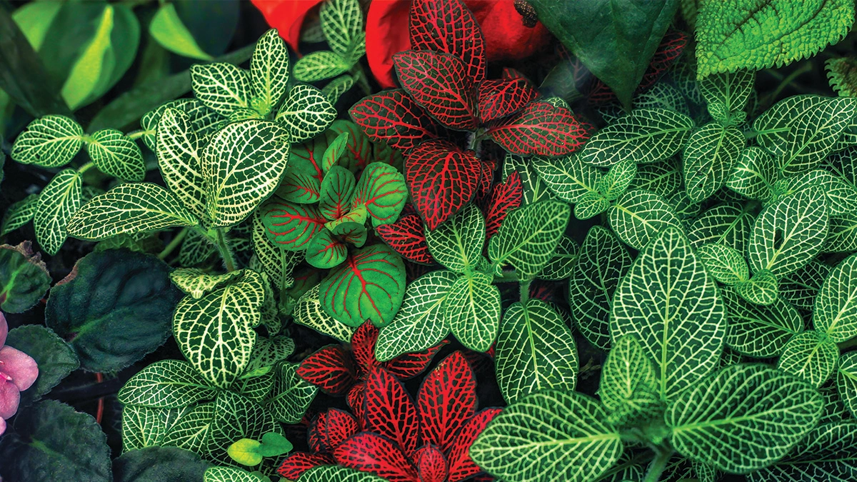fittonia-plant-care-guide-india