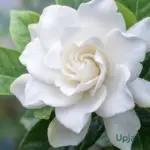 White Gardenia Flower Plant (Sapling)