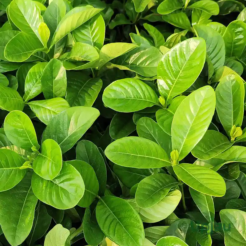 gardenia_sap