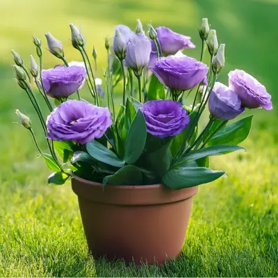 Planting Lisianthus saplings in nutrient-rich soil