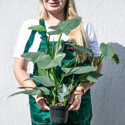 mature philodendron silver sword