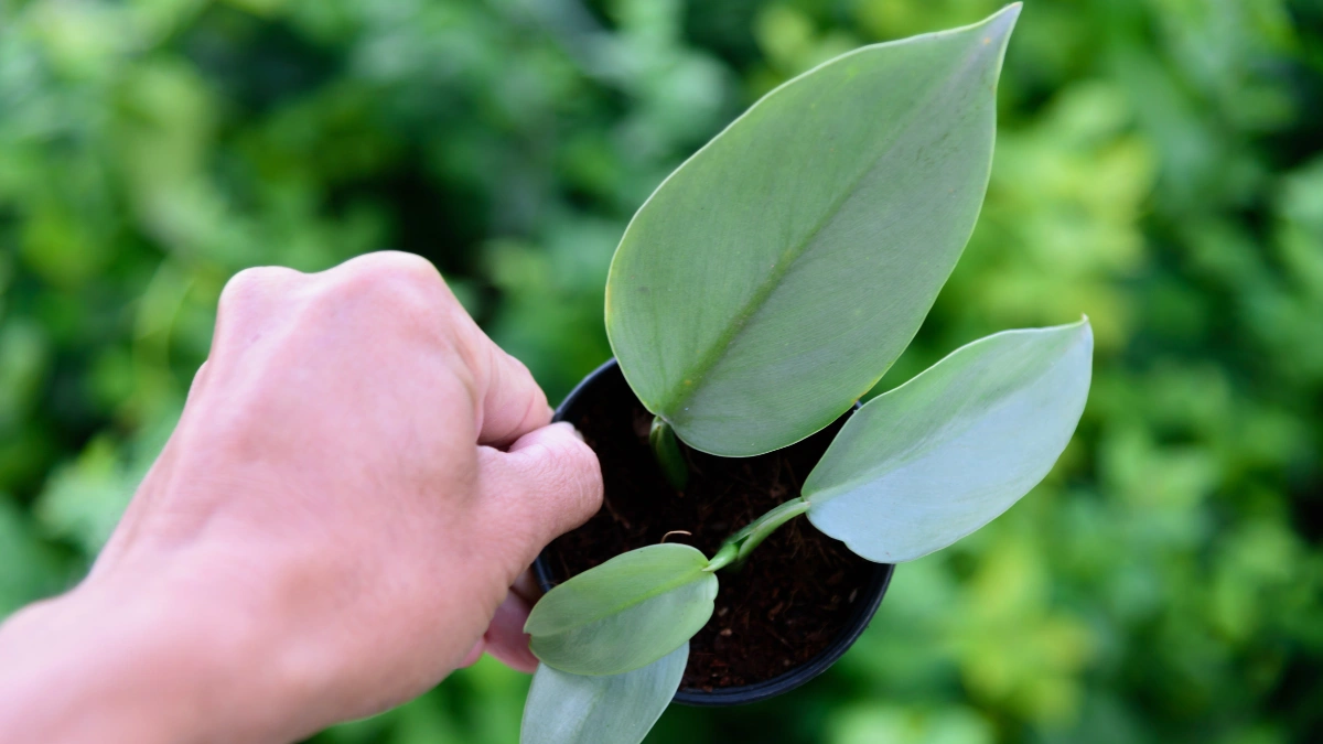 philodendron-silver-sword-care-guide