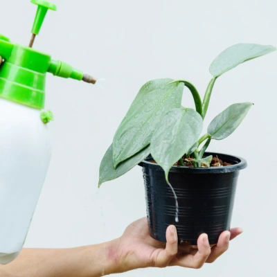 philodendron silver sword plant sapling