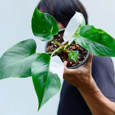 white variegated philodendron indoor decor