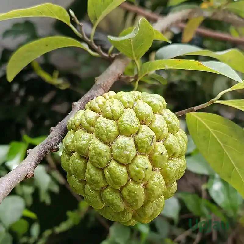 Aplle custrad plant