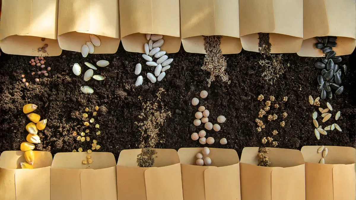 Best Vegetables Seeds To Plant In August In India