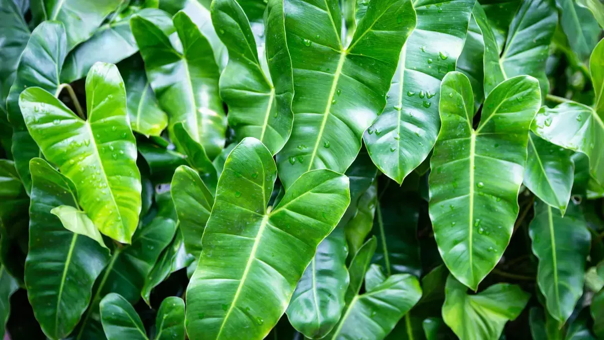 Buy-philodendron-burle-marx-burle-marxii