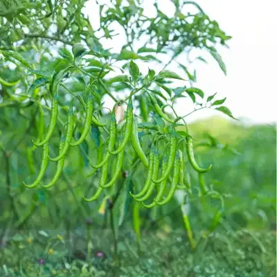 Chilli