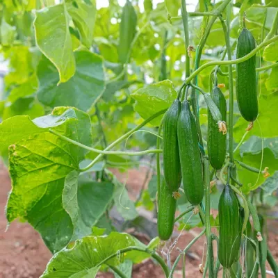 Cucumber