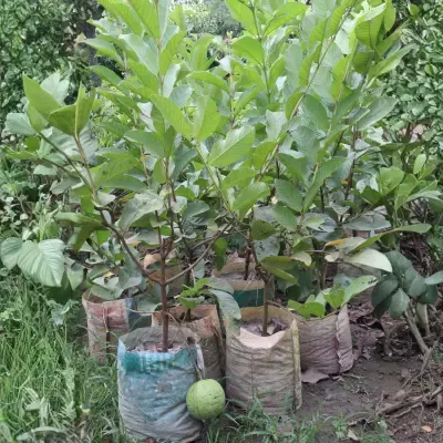 Grafted Guava Plant