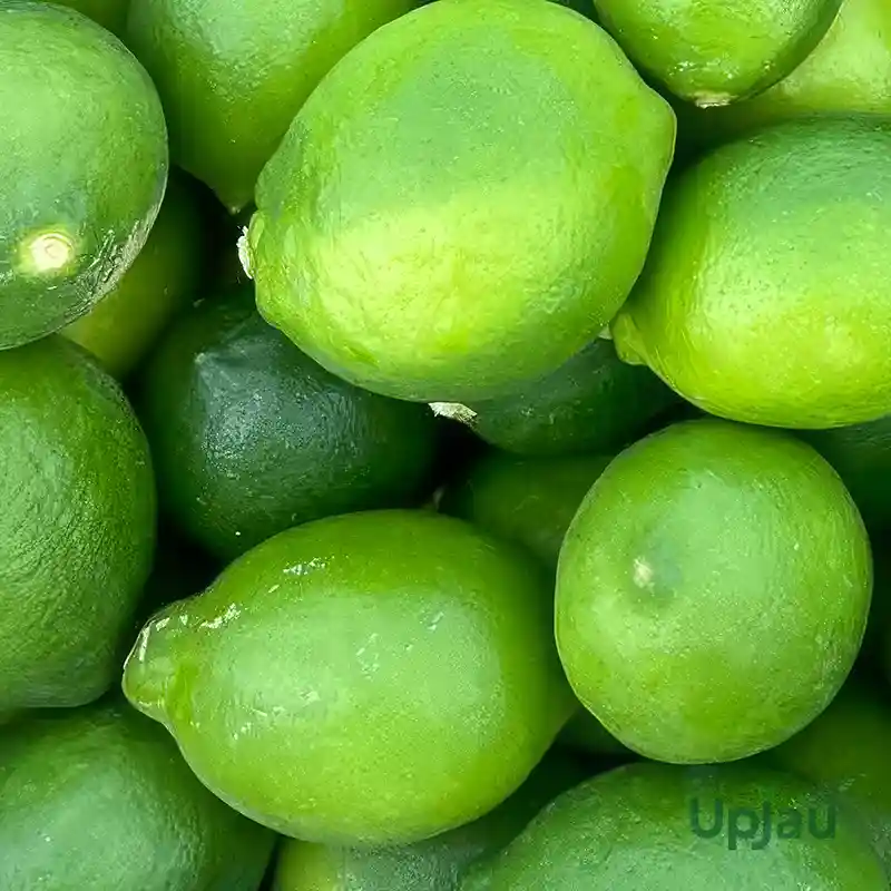 Kolkata Pati Lemon plant