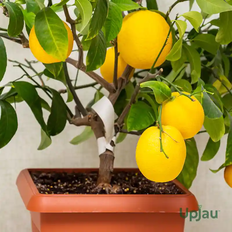 Kolkata Pati Lemon