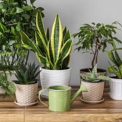 Snake Plant