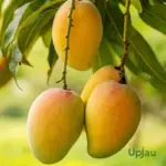 Chausa mango plant grafted