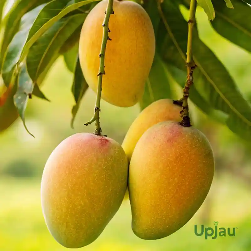chausa mango