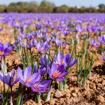 crocus sativus purple flower