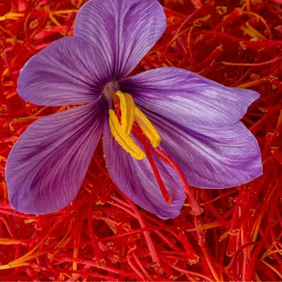 crocus sativus saffron bulbs