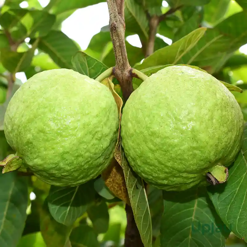 gauva allahabadi safeda