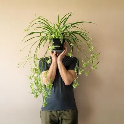 green spider plant chlorophytum comosum