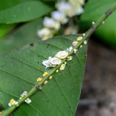 mealybug attack