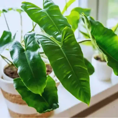 philodendron