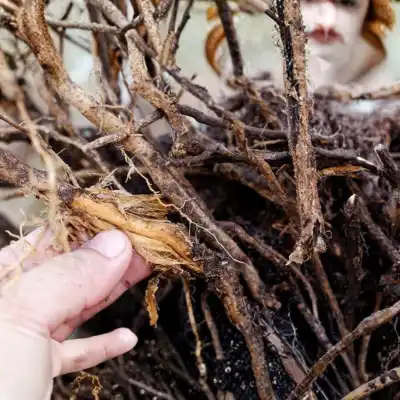 root rot