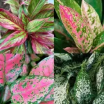 Aglaonema Combo of 4 Saplings