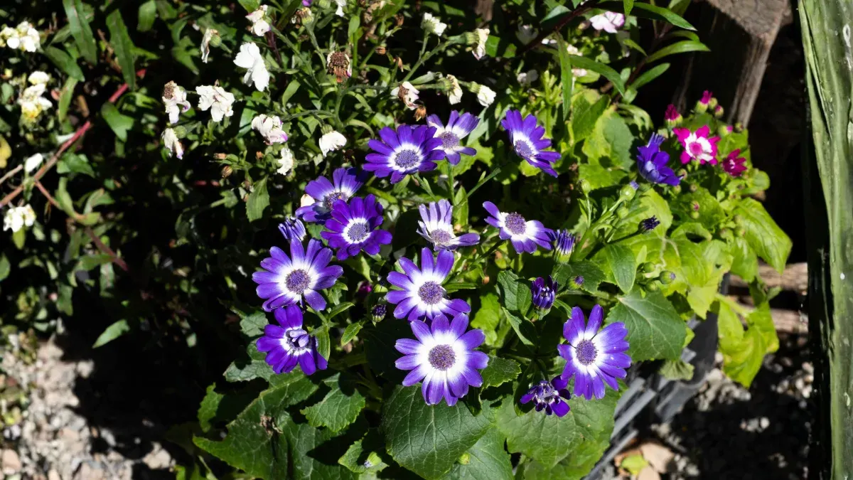 Best Plants to Protect or Bring Indoors Before Delhi Winter