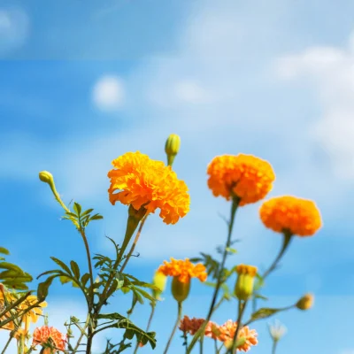 Marigolds