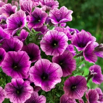 Petunia