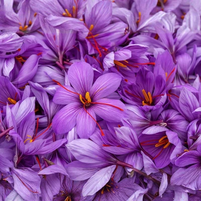 Saffron