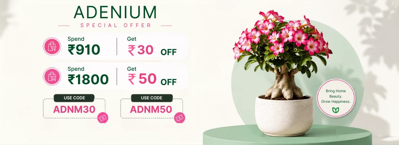 Adenium Sale