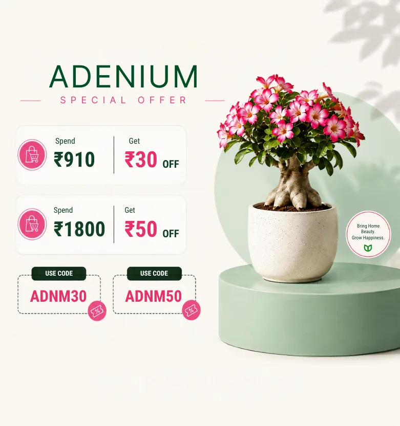 Adenium Sale