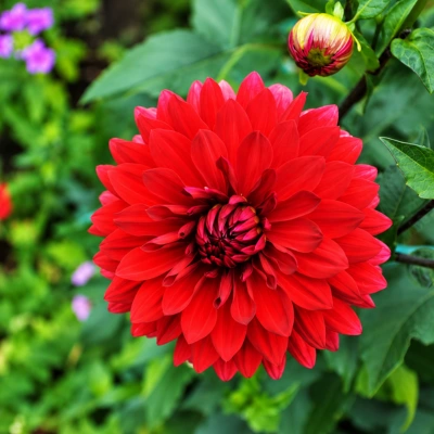 Dahlia Plant