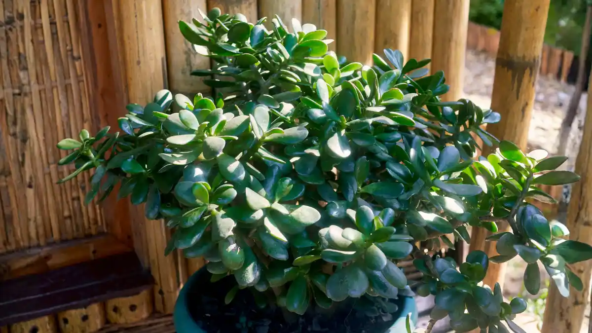 How to Plant a Jade Plant (Crassula ovata) at Home for Good Luck and Positive Energy