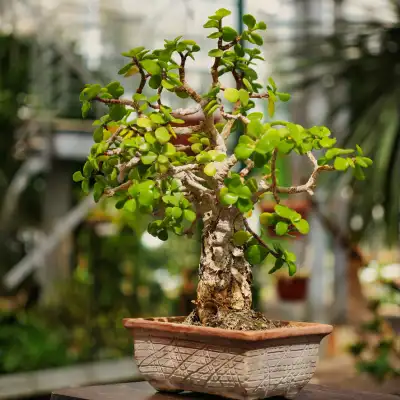 Jade Plant