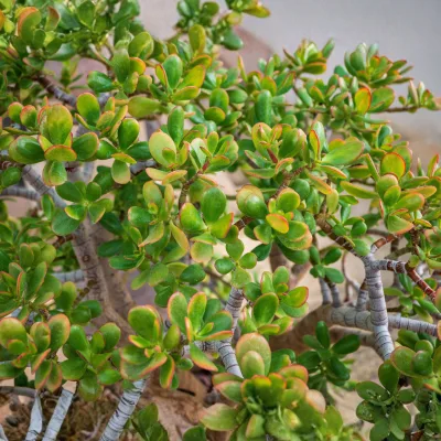 Jade Plant