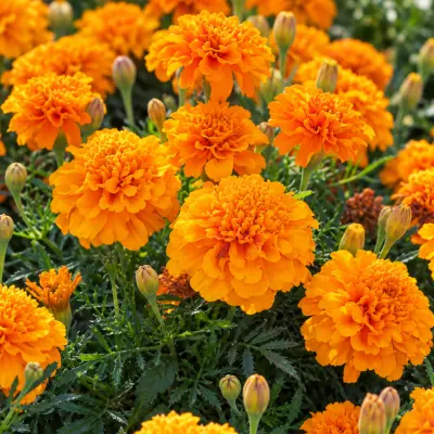 Marigold