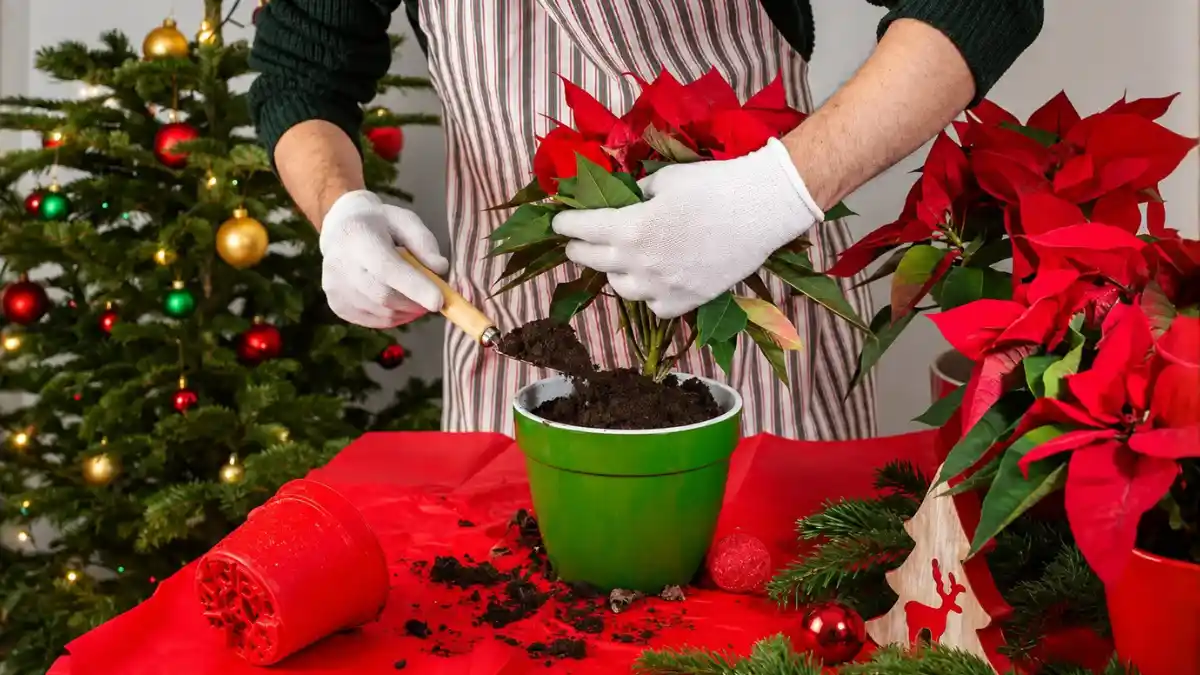 Poinsettia Plant Care Guide Colors, Watering & Christmas Decor Tips