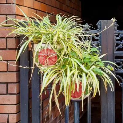 Spider Plant